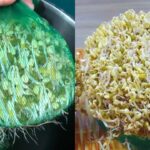 Tuyệt chiêu làm giá đỗ bằng túi lưới vừa nhanh vừa nhàn, cọng giá trắng mập ít rễ và rất sạch sẽ