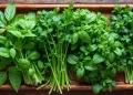 Mâm nhiều loại rau thơm Việt Nam tươi: húng quế, tía tô, rau mùi, bạc hà, rau răm